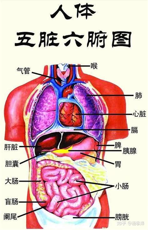 五臟六腑位置圖